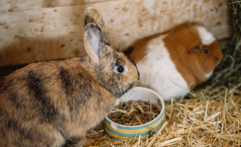 kinder-tiere-oberschwarzach-20