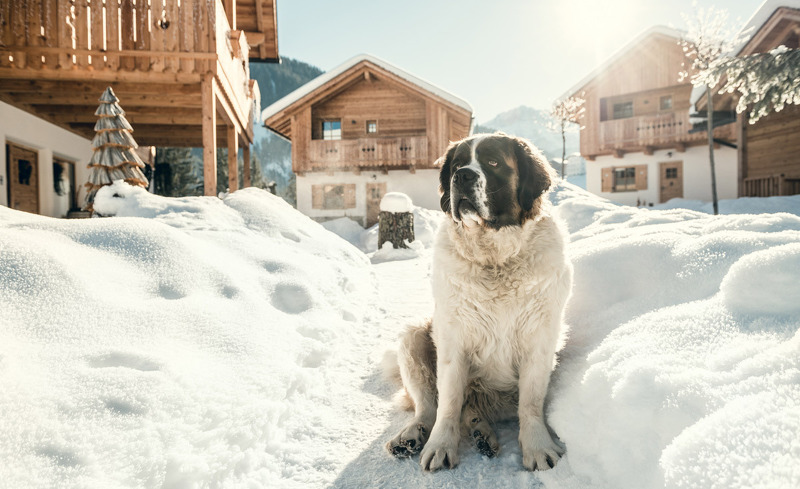 Urlaub mit dem Hund in den Pradel Dolomites Chalets in Südtirol