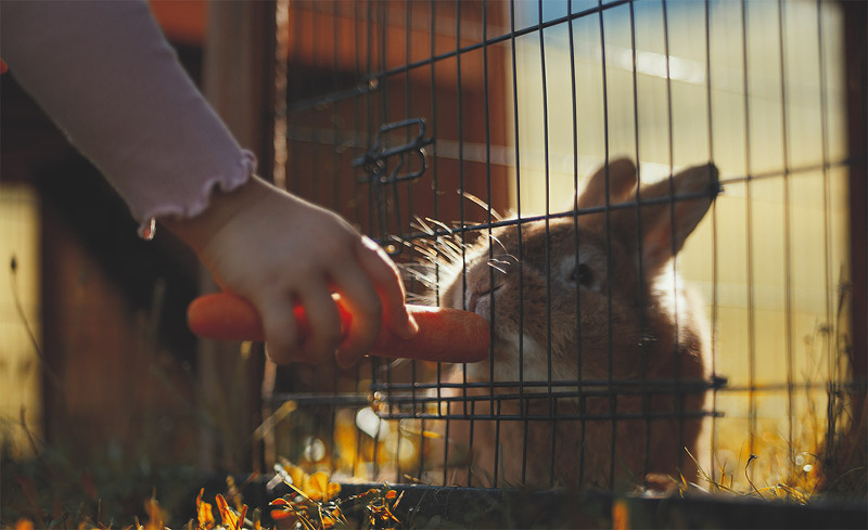 kinder-tiere-oberschwarzach-6