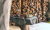 chalet-resort-zu-kirchwies-18
