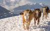 engel-ingold-lodge-aussicht-winter-3