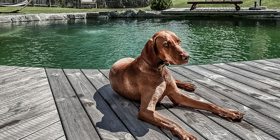 benglerwald-chaletdorf-sommer-42